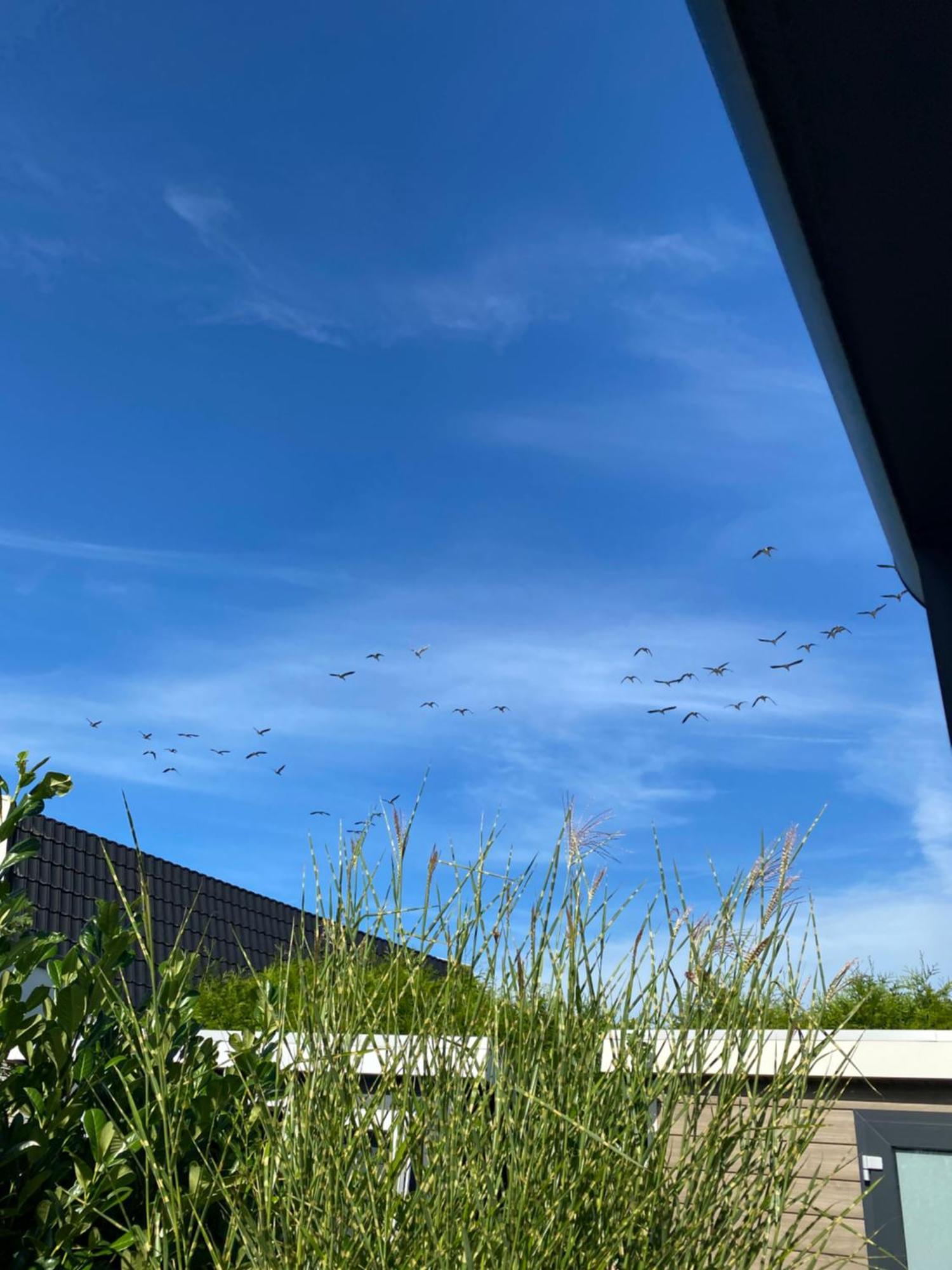 Luxus Cube Ferienhaus Chalet Am See Mit Schwimmbad In Lathum Nl Buitenkant foto